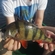 Eurasian perch