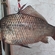 Prussian carp