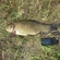 Tench