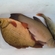 Tench