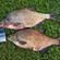 Carp bream