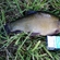 Tench