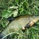 Tench