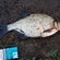 Carp bream