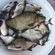 Carp bream