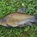 Tench