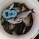 Carp bream
