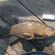 Tench