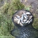 Carp bream