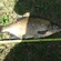 Carp bream