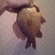 Prussian carp