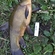 Tench