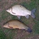 Tench