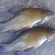 Tench