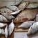 Carp bream
