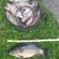 Carp
