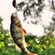 Eurasian perch