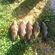 Tench
