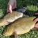 Tench