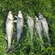 Pike perch