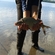 Carp bream