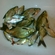 Carp bream
