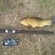 Tench