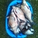 Carp bream