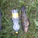Tench