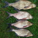 Carp bream