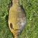 Crucian carp