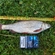 Dace