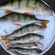 Eurasian perch