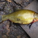 Tench