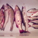 Pike perch