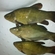 Tench