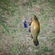 Tench