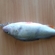 Eurasian perch