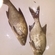 Carp bream