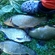 Tench