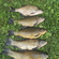 Tench