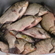 Prussian carp