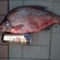 Carp bream