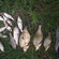 Carp bream