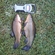 Tench
