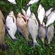 Carp bream