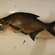 Carp bream
