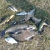 Carp bream