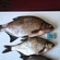 Carp bream