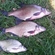 Carp bream